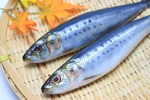 受験生が食事中に摂取すべき栄養『DHA・EPA』